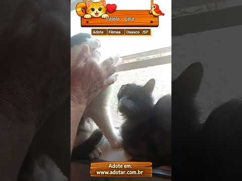 Vídeo de frajola  gata
