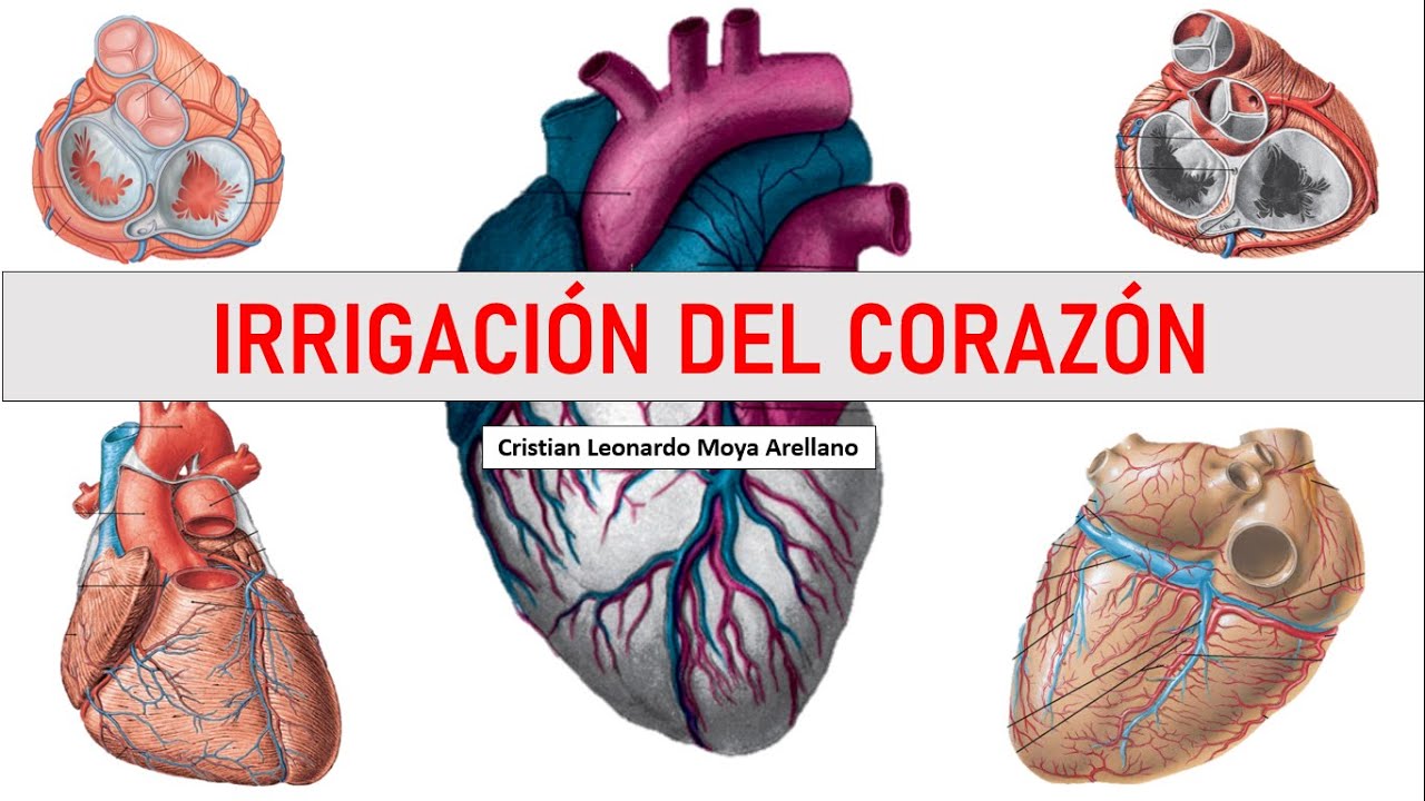 🔴 Irrigación del corazón - Anatomía