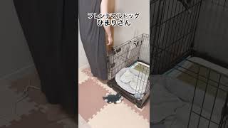 爪切り頑張って〜！💦#shorts