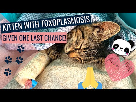 We gave this kitten with Toxoplasmosis one last chance!