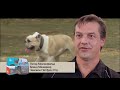 Видео о товаре ACANA Regionals WILD PRAIRIE,корм для собак всех пород  / Champion Petfoods (Канада)