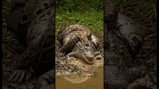 Download lagu Cengkeraman Ular Semakin Kuat… Bisakah Buaya Melarikan Diri? mp3 Download lagu Cengkeraman Ular Semakin Kuat… Bisakah Buaya Melarikan Diri? mp3