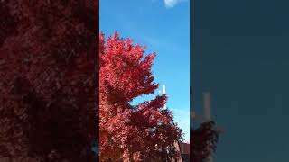 White Cross Leaves Blood Red Autumn Leaves Fall #33 10-22-21