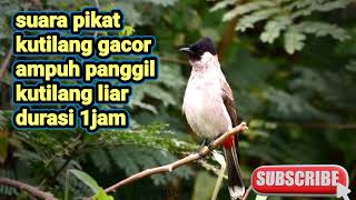 Download lagu suara pikat kutilang ampuh 100%bikin kutilang liar emosi durasi panjang mp3