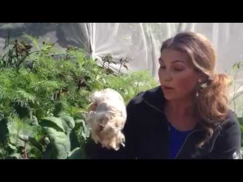 Skydda odlingarna och trädgården mot rådjur