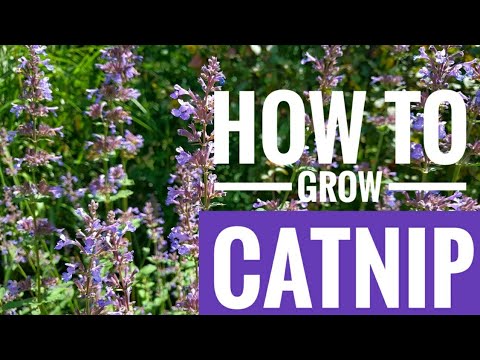 How to grow Catnip