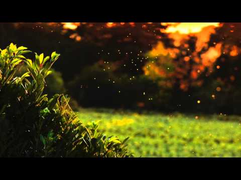 Gerard Thunderbird - Firewurx