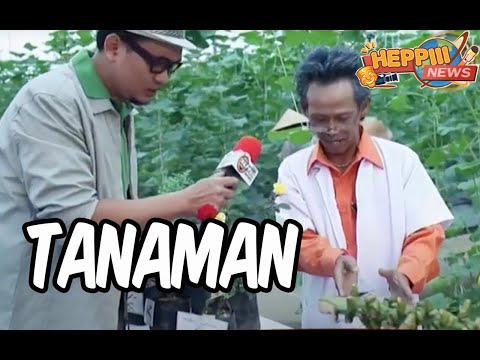 heppiii-news-tanaman