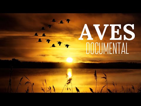 , title : '🐤LAS AVES | documental de aves COMPLETO en ESPAÑOL | Aves Documentales Interesantes🦉'