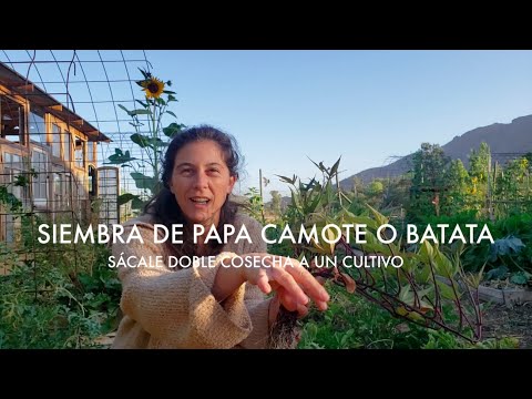 Siembra de Papa Camote, cosecha de Ajos | Buenas y malas noticias de nuestras gallinas