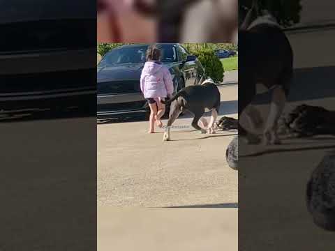 Questi cani NON SCHERZANO😌