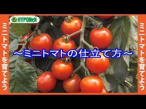 バハハチェリートマトの植え方は？おいしい収穫のための素早く簡単な手順は次のとおりです  庭園