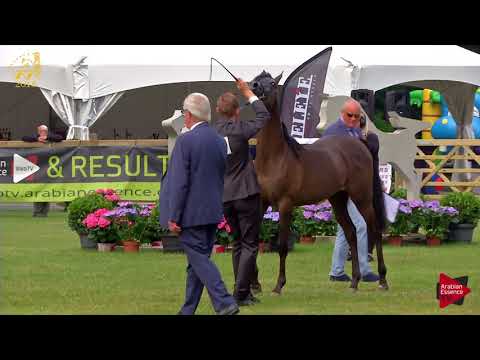N.107 ANGELINA A - Bruges 2018 Int B - Yearling Fillies (Class 101A)