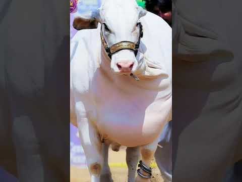 MUZAMMIL BIRDS AND ANIMALS #short #plz subscribe #cow