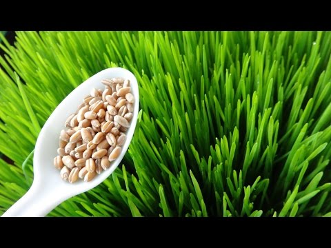 How To Grow Wheatgrass at Home  - Cheap and Easy Method Video