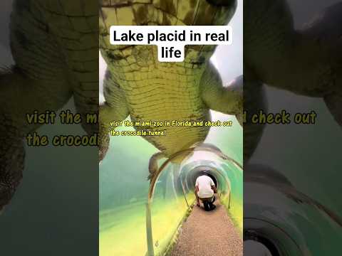 the crocodile from lake placid in real life #crocodile #aligators #fishing #viral #dinosaur