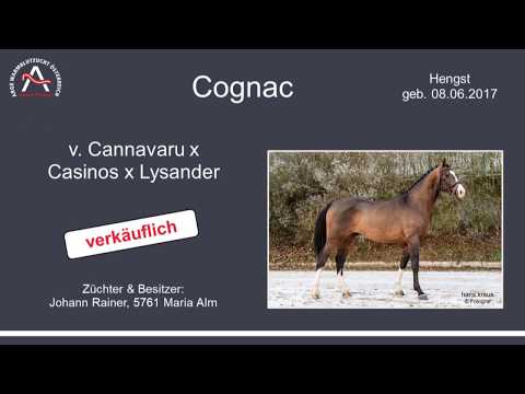 Cognac v. Cannavaru – Casinos – Lysander, AWÖ-Hengst, geb. 2017