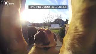 Amazon Driver Was Thrilled to Find Treats Left Out For Him   RingTV