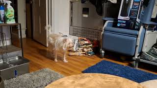 Video preview image #1 Chihuahua-Unknown Mix Puppy For Sale in Sebec, ME, USA