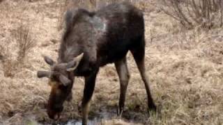 preview picture of video 'Algonquin Park Moose'