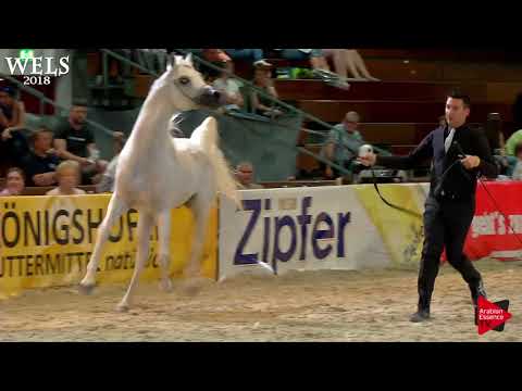 N.87 MOUNTASSAR AL ZOBAIR - Wels 2018 - 11 Years Old and Older Stallions (Class 11)
