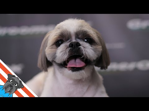 Shih tzu grooming - Beautiful dog haircut
