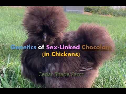 Genetics of Sex-Linked Chocolate | Genetics, Breeding & More