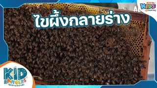 ไขผึ้งกลายร่าง | Kid Rangers ปฏิบัติการเด็กช่างคิด