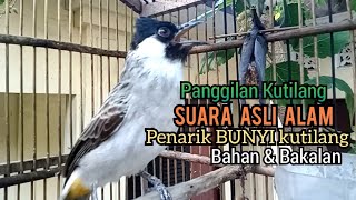 Download lagu Suara Burung Kutilang Gacor ASLI Tanpa isian, Ampuh untuk Pikat Kutilang bikin kutilang Ribut gacor mp3