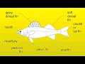 Video Thumbnail for How To Fillet A Walleye (Best Method & Zero Waste)