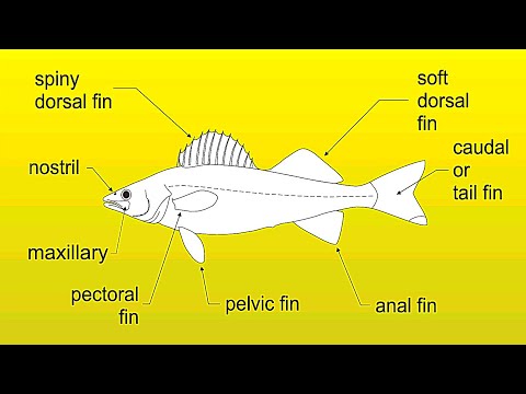 How To Fillet A Walleye (Best Method &amp; Zero Waste)