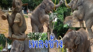เพลงสำหรับเด็ก เพลงช้าง ช้าง ช้าง น่ารักๆ | Chang Chang Chang Thai Elephant Song