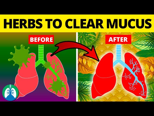 5 Herbs for Lung Health, Clearing Mucus, COPD, and Killing Viruses