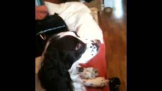 Boris Howling Dog Springer Spaniel
