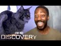 David Ajala Explains What It's Like Working With Grudge, The Cat | Star Trek Discovery