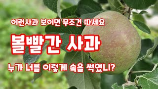 사과 속썩음  과심 곰팡이 이런사과는 무조건 따내기 [사과재배]