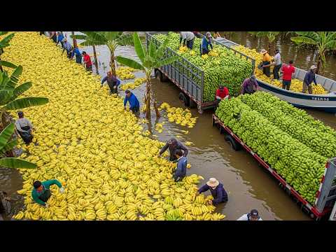 The World's Most Harvested Fruits 💥 30 Insane Fruit Harvests You Have to See to Believe