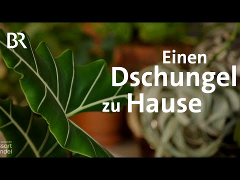 , title : 'Urban Jungle in der Stadt: Zimmerpflanzen im Trend | Zwischen Spessart und Karwendel | BR'