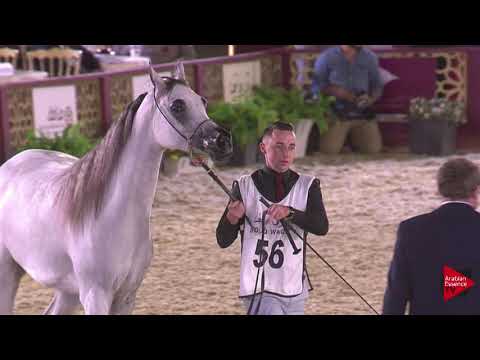 N.56 MISK UMM ALUDHAM - 2019 Qatar International show - Fillies 3 Years Old (Class 3)