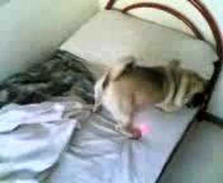 Il carlino Cesare e il laser