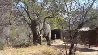 There is an Elephant in camp! | Peaceful visitors