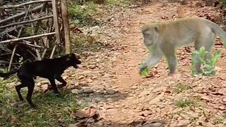 Download lagu sadis‼️anjing ini semakin ganas berburu monyet mp3