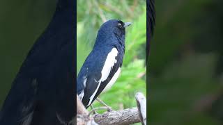 Download lagu Burung Robin Magpie #suaraburung #burungmurai #burungmurai #kicauburung #vipinsclick #burungyangmenakjubkan mp3 Download lagu Burung Robin Magpie #suaraburung #burungmurai #burungmurai #kicauburung #vipinsclick #burungyangmenakjubkan mp3