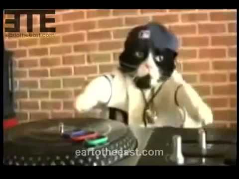 Cat DJ, NY Hip Hop Cat