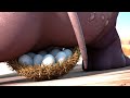Will The Eggs Survive?! | CRACKÉ | Cartoons For Kids