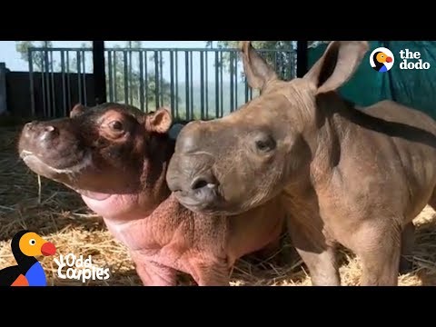 L'extraordinaire amitié entre un bébé hippo orphelin et son copain rhino !
