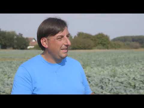 Proizvodnja Futoskog kupusa u Begecu - U nasem ataru 861