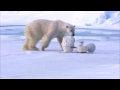 Šmírování ledních medvědů (bobika) - Známka: 1, váha: velká