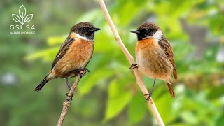 Download lagu Birds Singing | Nature Sounds For Deep Sleep, Study, Meditation Gentle Forest Sounds for Long Sleep mp3