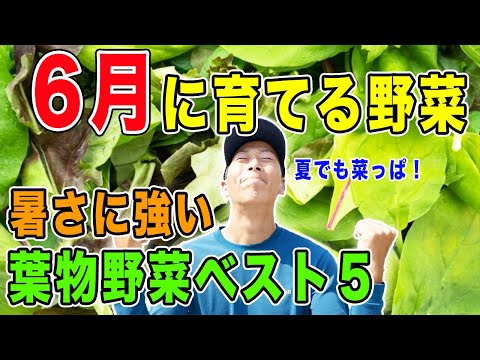 耐寒性ゾーン（生物気候地域）に応じて、6月に菜園に何を植えますか？  庭園